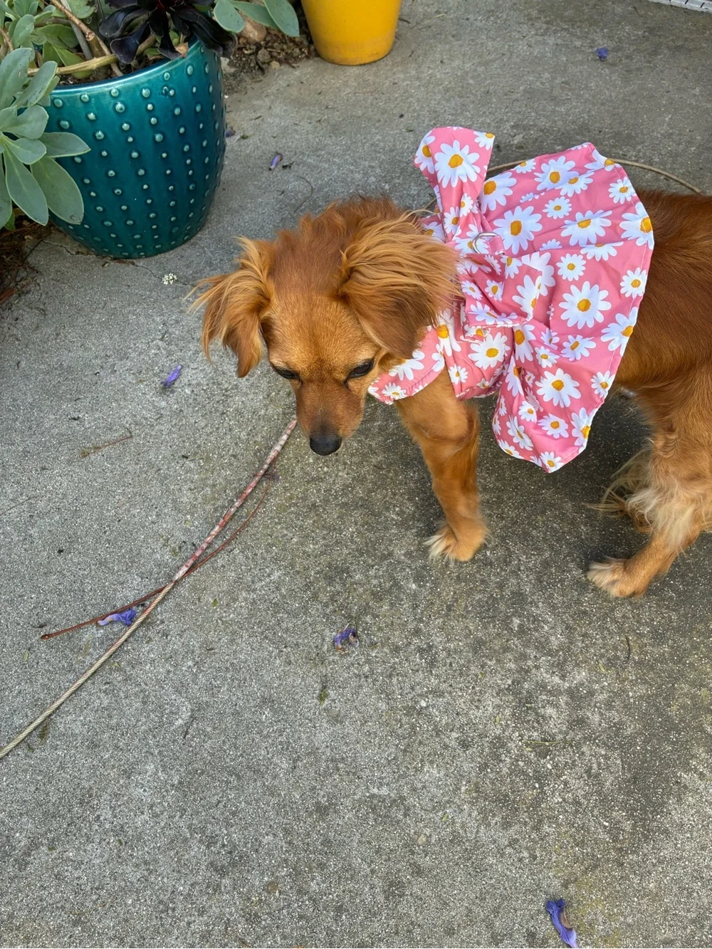 Dog Dress and Matching Leash